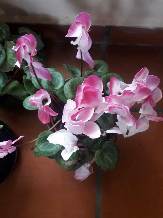 Posada La Sonada Tafi del Valle Ngoại thất bức ảnh